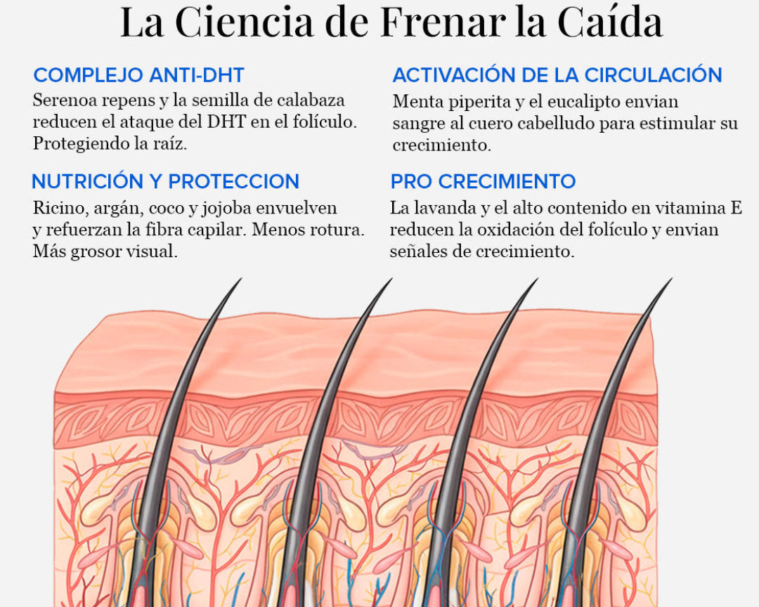 Illustration of hair follicles with text about hair loss prevention and hair growth,
