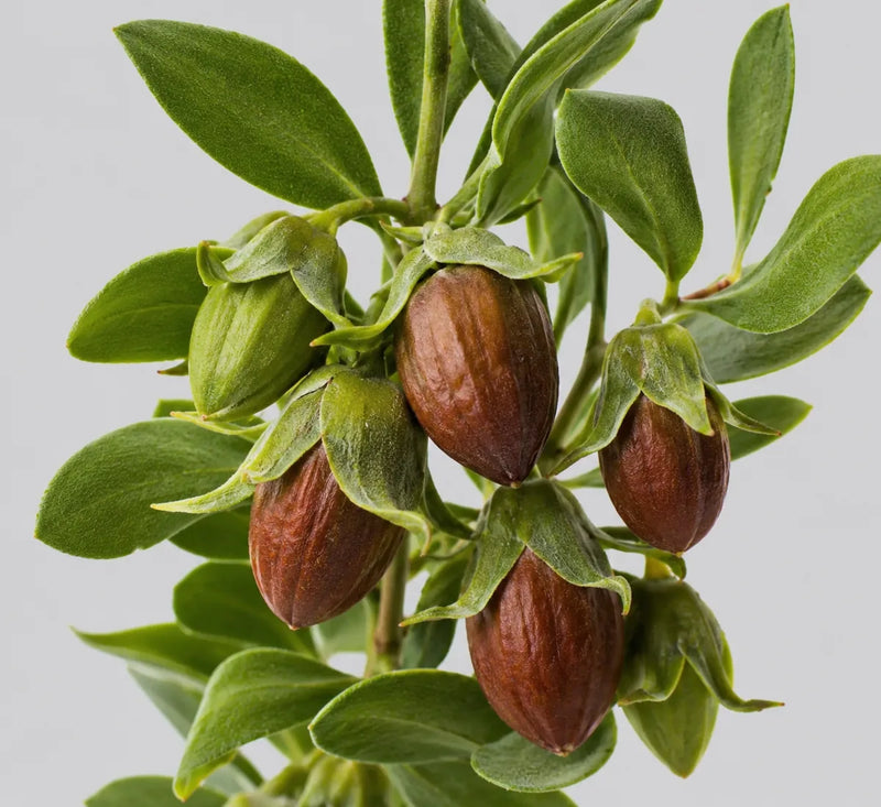 Aceite de jojoba de la fórmula Capirus