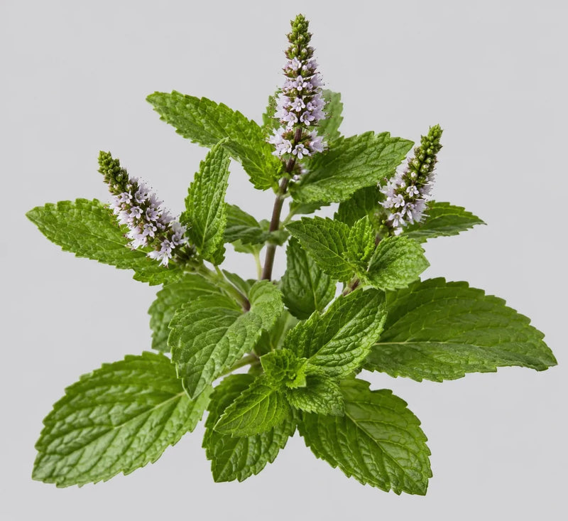 Aceite de menta de la fórmula Capirus