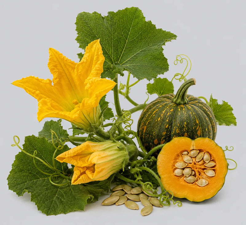 Activo de semilla de calabaza de la fórmula Capirus