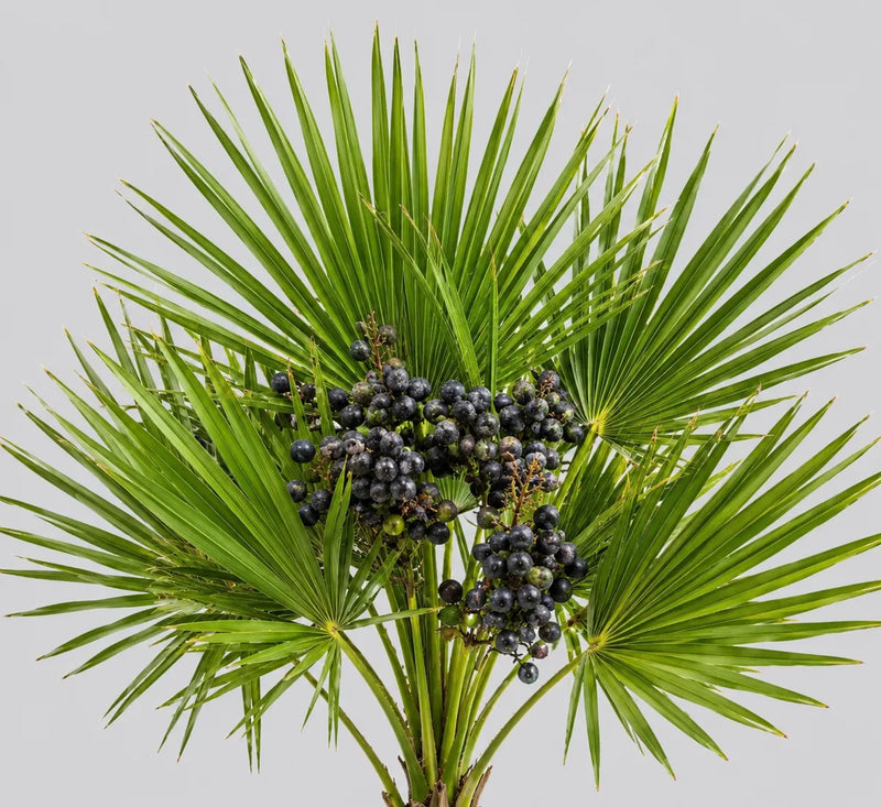 Saw palmetto utilizado en la fórmula Capirus